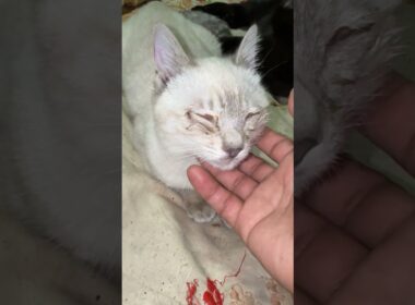 シャムの子ネコ雫「眩しいけど、ナデナデ、気持ちいい」