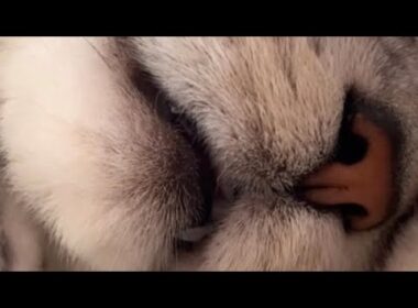 これは健康な猫のマンチカンです！ #Shorts