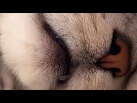 これは健康な猫のマンチカンです！ #Shorts