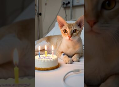 Cornish Rex Cat 🧡