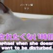 バーマン猫ラフ【邪魔されたくない時のラフ】Raphael when she doesn't want to be disturbed(バーマン猫)Birman/Cat