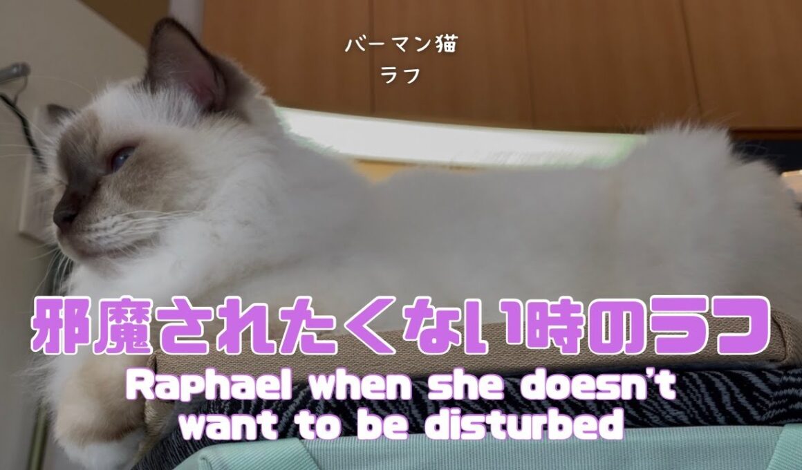 バーマン猫ラフ【邪魔されたくない時のラフ】Raphael when she doesn't want to be disturbed(バーマン猫)Birman/Cat
