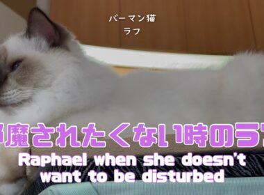 バーマン猫ラフ【邪魔されたくない時のラフ】Raphael when she doesn't want to be disturbed（バーマン猫）Birman/Cat
