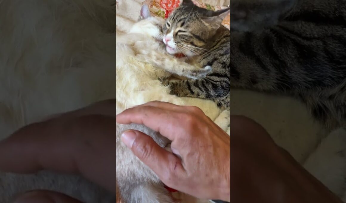 母性本能、全開！キジシロのルル。シャムの子ネコ雫ちゃん、ベチャベチャになるまで舐める。やりすぎ