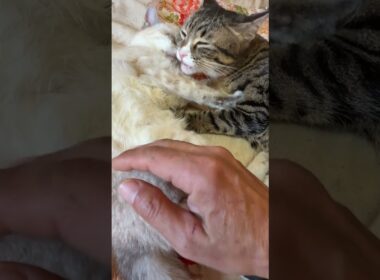 母性本能、全開!キジシロのルル。シャムの子ネコ雫ちゃん、ベチャベチャになるまで舐める。やりすぎ