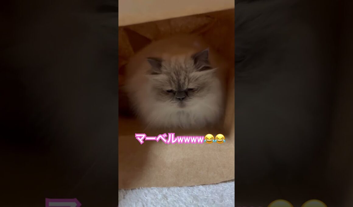 とりあえず入っとくヒマラヤンのマーベル🐈🐾 #cat #猫好きさんと繋がりたい #猫のいる暮らし #ねこ #bgm #shorts