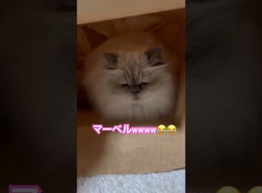 とりあえず入っとくヒマラヤンのマーベル🐈🐾 #cat #猫好きさんと繋がりたい #猫のいる暮らし #ねこ #bgm #shorts