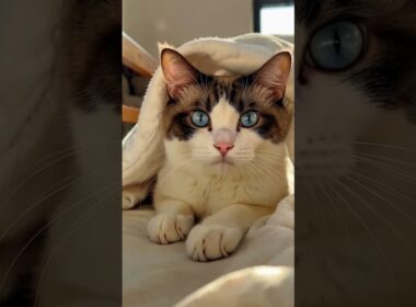 ❤️ Snowshoe Cat Peek-a-Boo 👀  いないいないばあ！ スノーシュー猫の超キュートな瞬間 👀💙#shorts #snowshoecat #cat