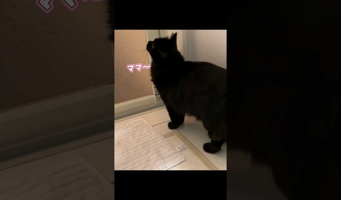 離れるのが寂しくてママのお風呂を覗きに来た猫