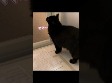 離れるのが寂しくてママのお風呂を覗きに来た猫