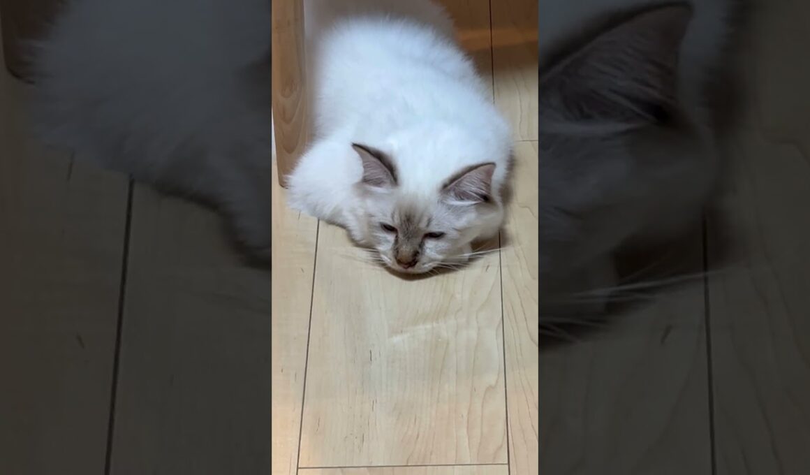 猫落ちてた　#子ネコ #猫のいる暮らし #バーマン #shorts #cat #kitten #cuteanimals #birman #かわいい　#万博