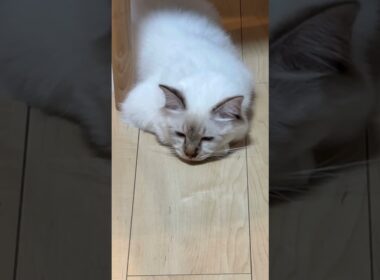 猫落ちてた　#子ネコ #猫のいる暮らし #バーマン #shorts #cat #kitten #cuteanimals #birman #かわいい　#万博