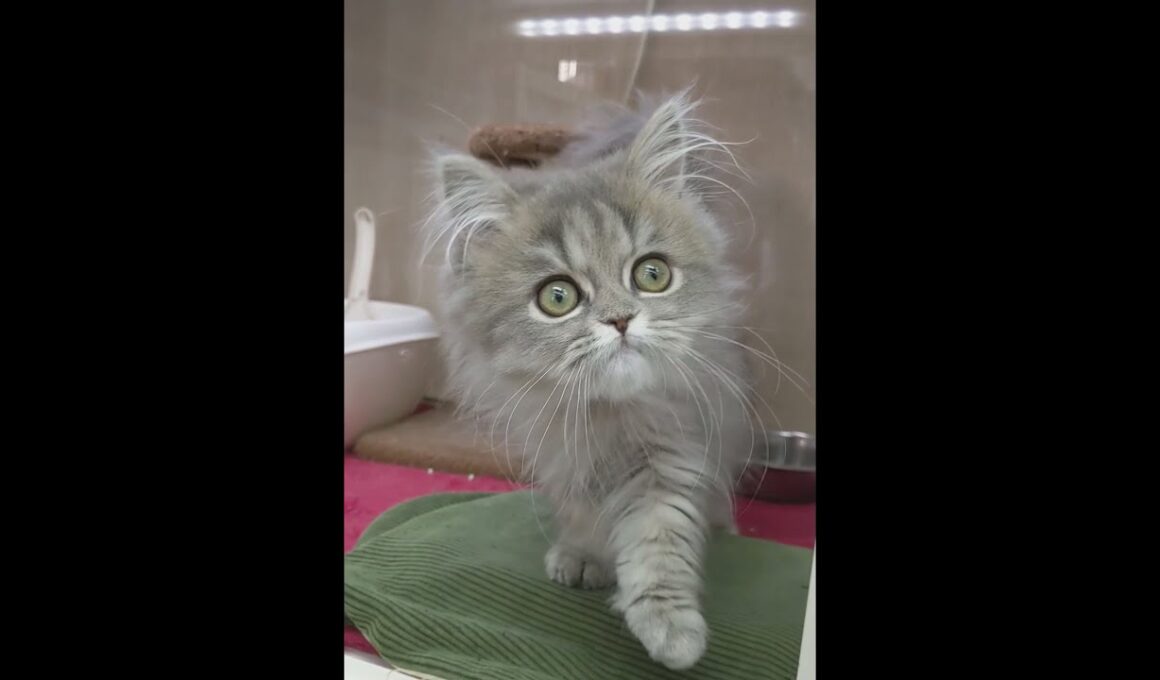 ペルシャ♪可愛さ抜群☆★癒やしの子犬子猫チャンネル★☆