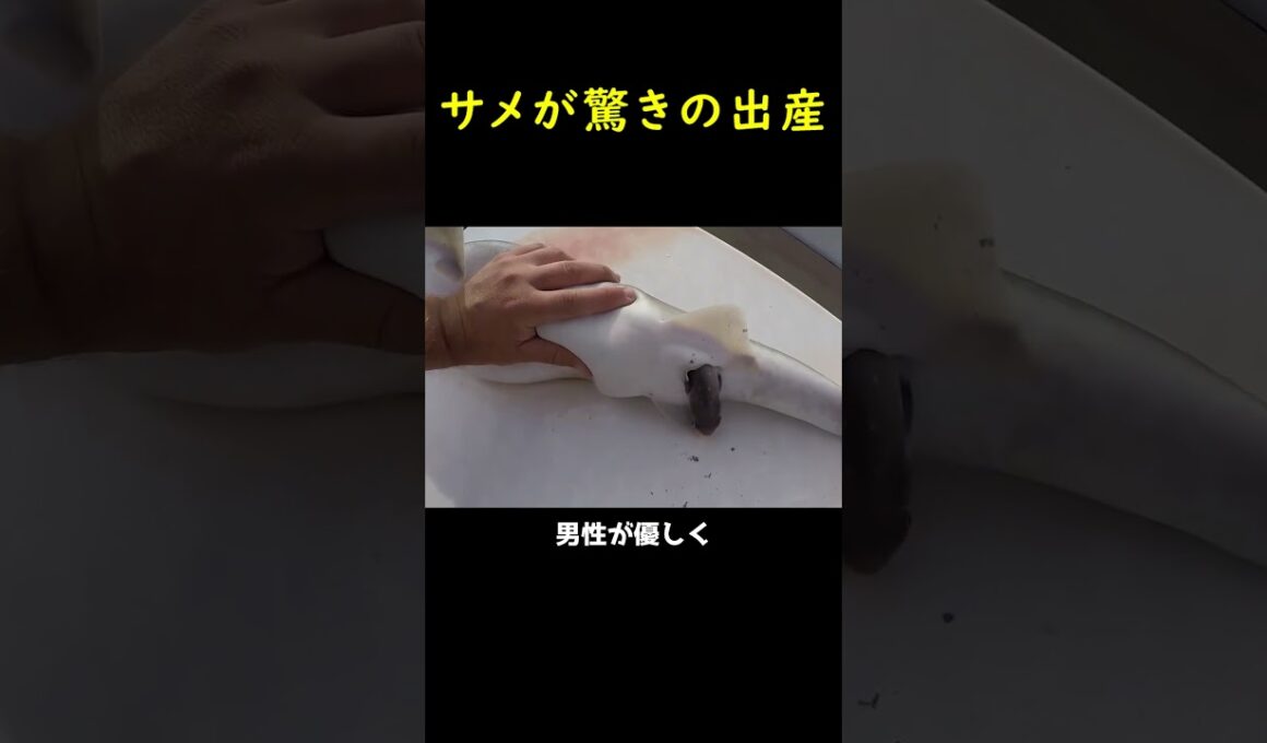 サメが驚きの出産！🦈