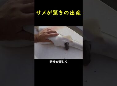 サメが驚きの出産！🦈