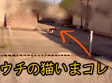 【でぶ猫】ウチのラグドール自由すぎてタヌキすぎてプリンプリン🍑でワロタ😈