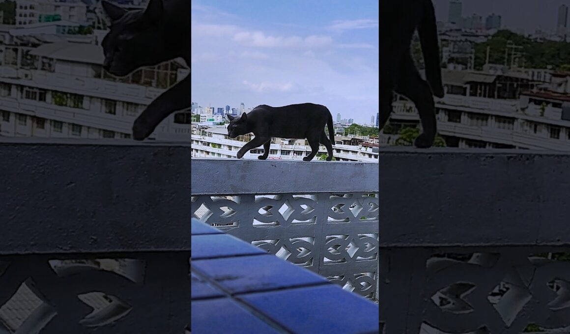 ネコは高所平気症?! #shorts