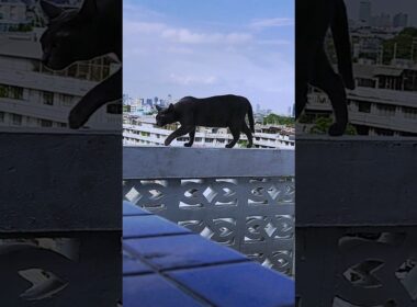 ネコは高所平気症?! #shorts