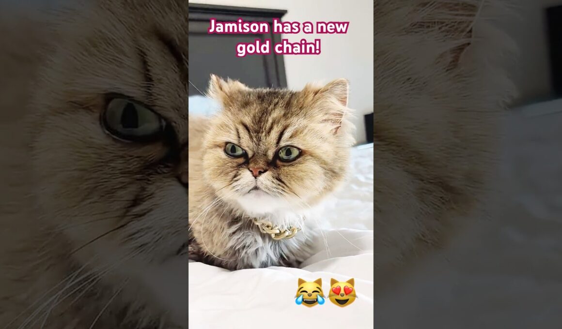 CAT with His new GOLD CHAIN 😹😻 #cat #shorts