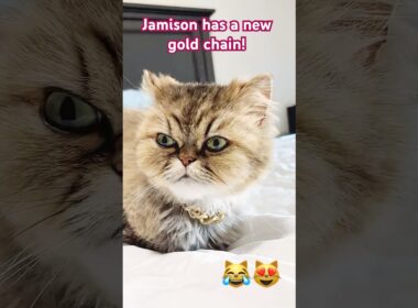 CAT with His new GOLD CHAIN 😹😻 #cat #shorts