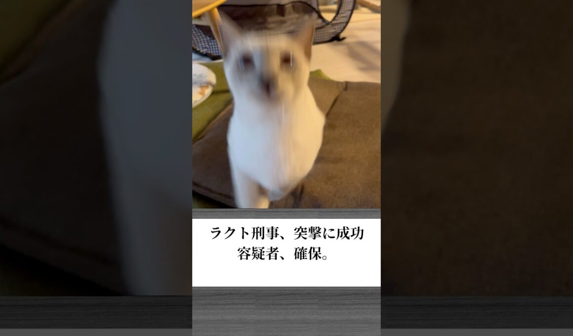 【トンキニーズ】猫刑事が本気すぎる…だるまさんがころんだで逮捕劇！【ショート】 #猫 #cat #トンキニーズ