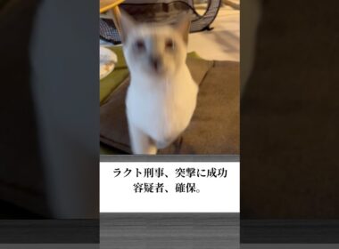 【トンキニーズ】猫刑事が本気すぎる…だるまさんがころんだで逮捕劇！【ショート】 #猫 #cat #トンキニーズ