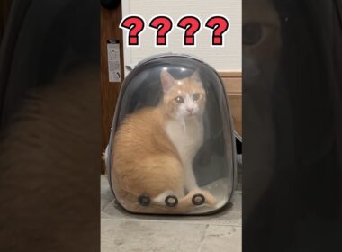 猫が家から脱走するのを防ぐ方法 #shorts