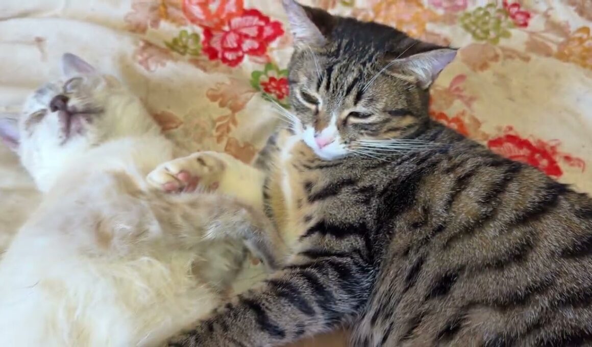 寄り添うキジシロのルルとシャムの子ネコ雫に急降下撮影