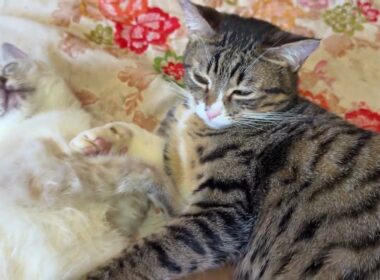 寄り添うキジシロのルルとシャムの子ネコ雫に急降下撮影