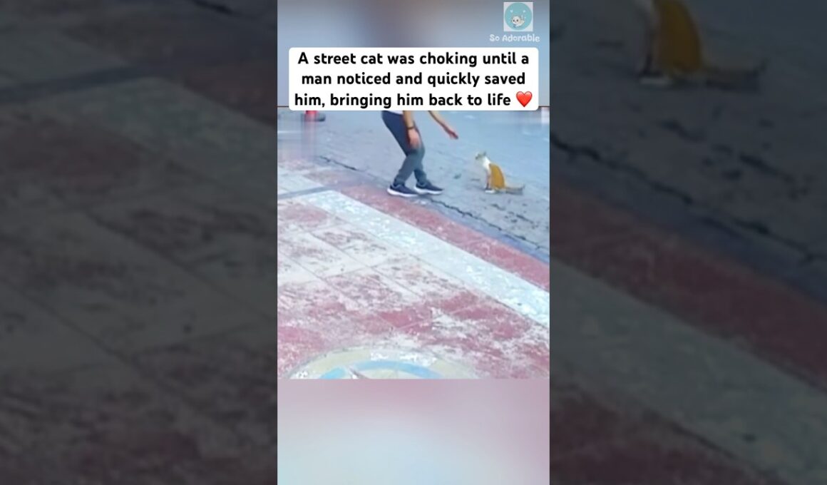 The man saved the cat from choking 🙏 #shorts #cat #catlovers