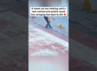 The man saved the cat from choking 🙏 #shorts #cat #catlovers