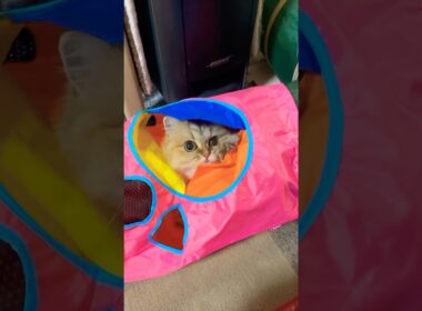 ペルシャ猫マリーちゃんの日常をまとめましたA collection of cute pictures of the daily of Marie,a golden chinchilla  #cat