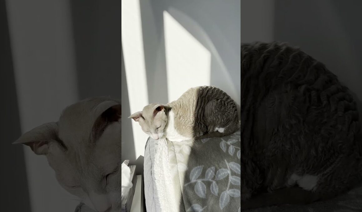 Griswald the Cornish Rex Cat Soaking Up the Sun ☀️ #Shorts
