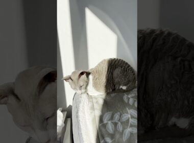 Griswald the Cornish Rex Cat Soaking Up the Sun ☀️ #Shorts