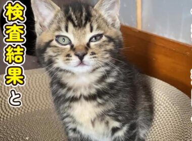 【子猫を病院へ】検査結果と近況報告について