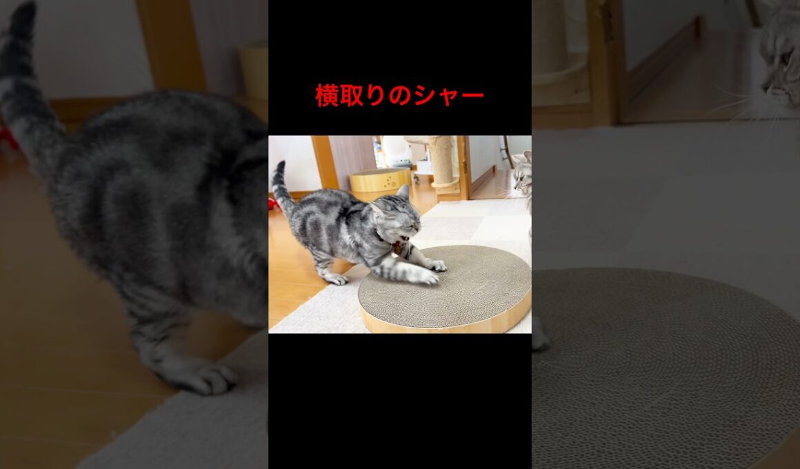 横取りのシャー！ #猫 #アメリカンショートヘア #shorts