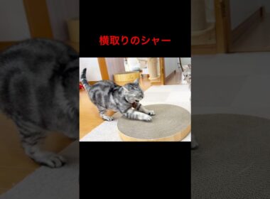 横取りのシャー！ #猫 #アメリカンショートヘア #shorts