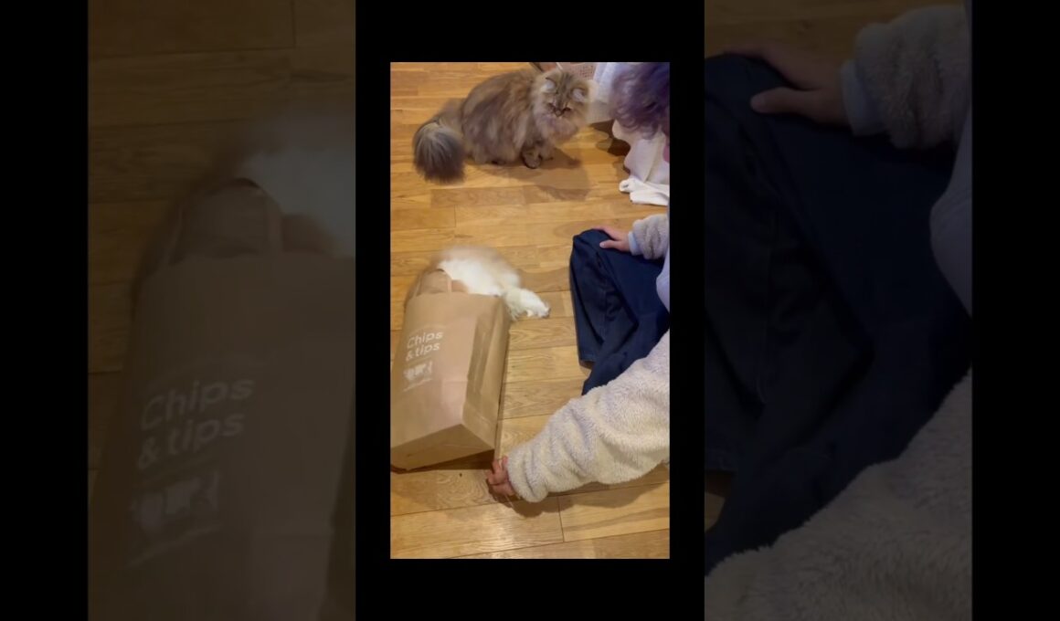 【猫のいる暮らし】#スコッティッシュフォールド #cat #ペルシャ #もふもふ