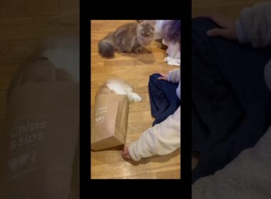 【猫のいる暮らし】#スコッティッシュフォールド #cat #ペルシャ #もふもふ