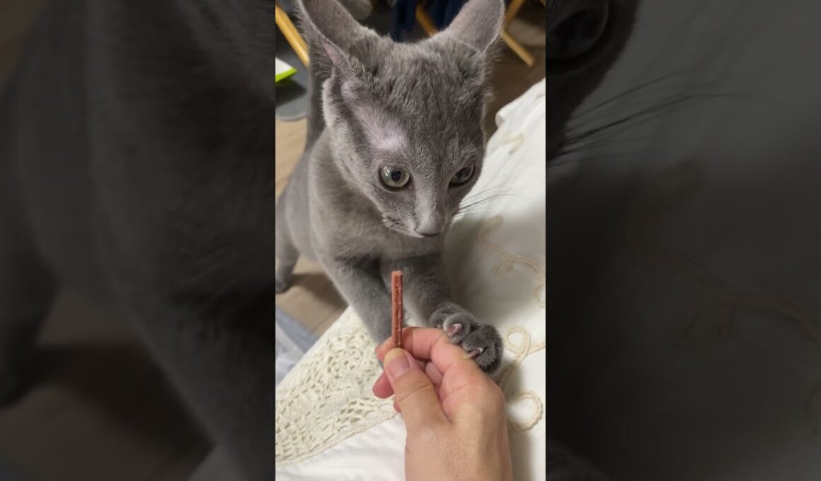 ロシブル💗ラブちゃん・やっぱり噛むんかい  #ロシアンブルー #ロシブル #ラブちゃん