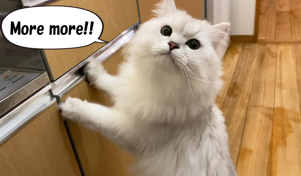 ステーキの味を知ってしまった猫