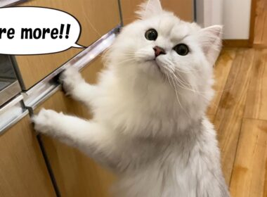 ステーキの味を知ってしまった猫