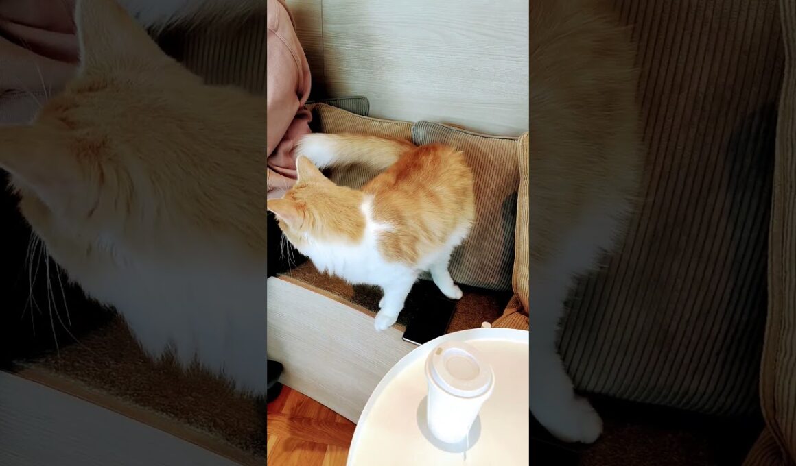 【日本🇯🇵の猫達】姫路の猫カフェ「猫カフェMOCHA（モカ）ピオレ姫路店」★2025年10月28日火曜日 #shorts #姫路 #cat #neko #猫 #แมว #cafe #猫カフェ