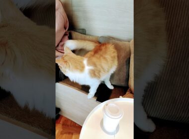 【日本🇯🇵の猫達】姫路の猫カフェ「猫カフェMOCHA（モカ）ピオレ姫路店」★2025年10月28日火曜日 #shorts #姫路 #cat #neko #猫 #แมว #cafe #猫カフェ