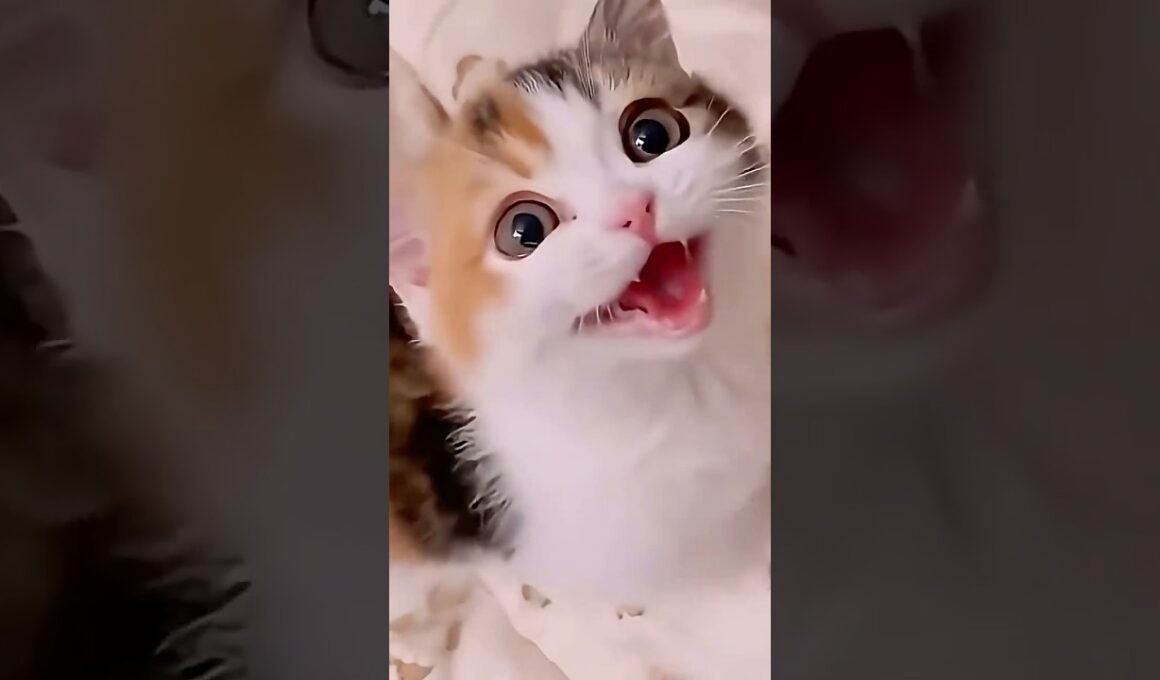 かわいいこねこまとめました #shorts #猫 #子猫 #cat #kitten #子ネコ #猫のいる暮らし #好きな子猫