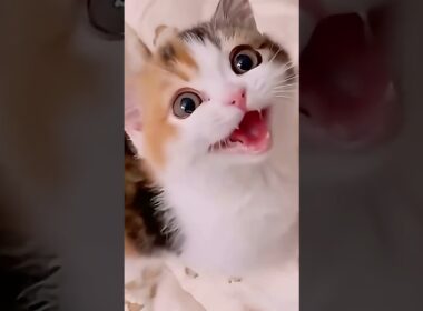 かわいいこねこまとめました #shorts #猫 #子猫 #cat #kitten #子ネコ #猫のいる暮らし #好きな子猫