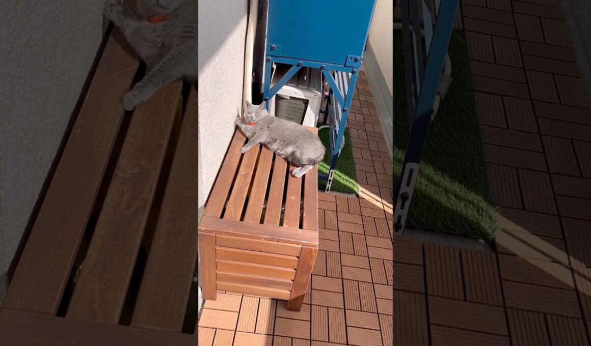 日向ぼっこのつむやま〜【シャルトリューつむやまの小春日和日記】 #ねこ #猫 #cat #シャルトリュー #chartreux #ひなたほっこり #猫好きさんと繋がりたい #猫のいる暮らし