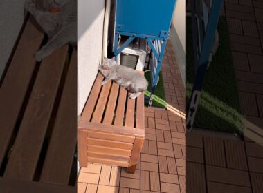 日向ぼっこのつむやま〜【シャルトリューつむやまの小春日和日記】 #ねこ #猫 #cat #シャルトリュー #chartreux #ひなたほっこり #猫好きさんと繋がりたい #猫のいる暮らし