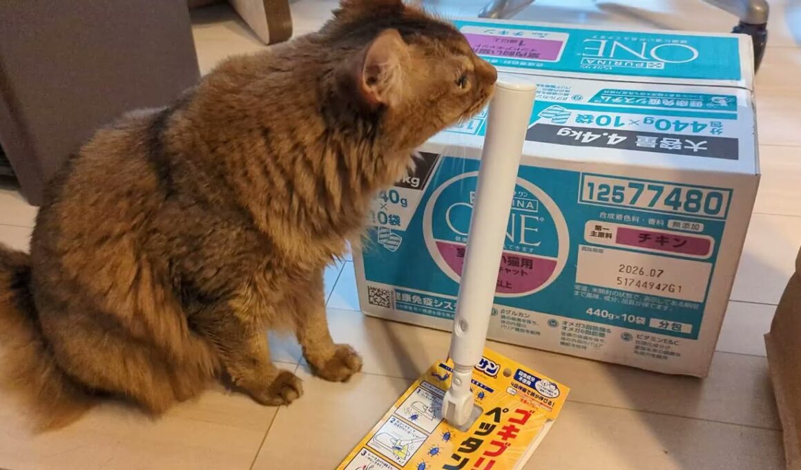 【1324日目】中身より袋が好き #ソマリ #cat