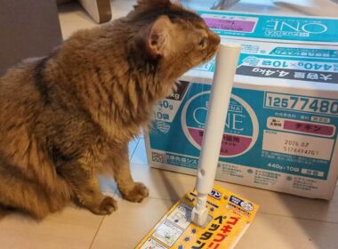 【1324日目】中身より袋が好き #ソマリ #cat